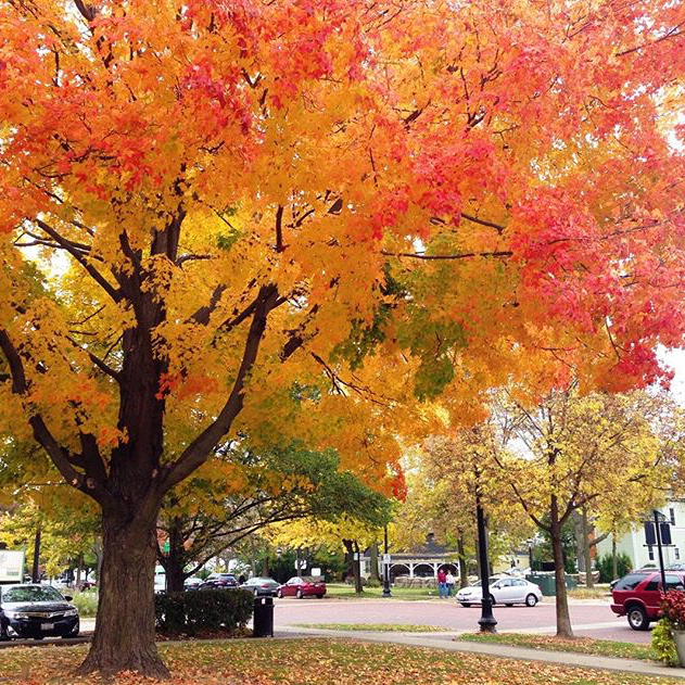 Fall Colors - @thepetitebijou